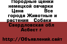 Породные щенки немецкой овчарки › Цена ­ 24 000 - Все города Животные и растения » Собаки   . Свердловская обл.,Асбест г.